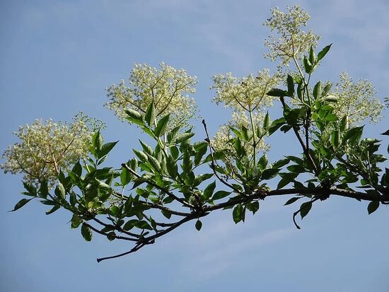 Svart hyllebær Sambucus nigra L. Frø.